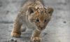 Tiny 'Liliger' Cubs Cavort at Zoo