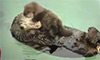 Baby Otter Gets Puffed Up