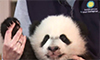 Must-See Baby Panda Bei Bei